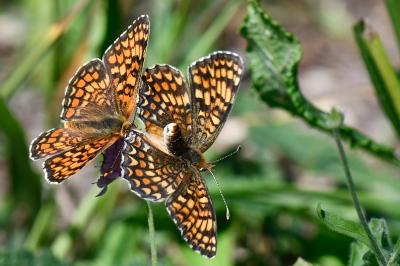 Melitaea phoebe