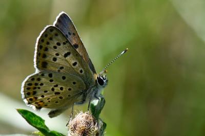 Lycaena tityrus