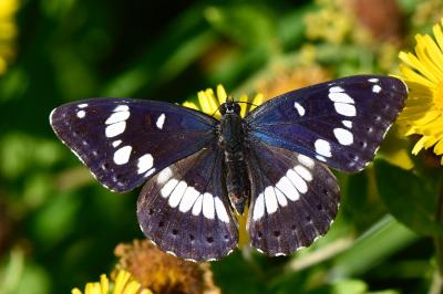 Limenitis reducta