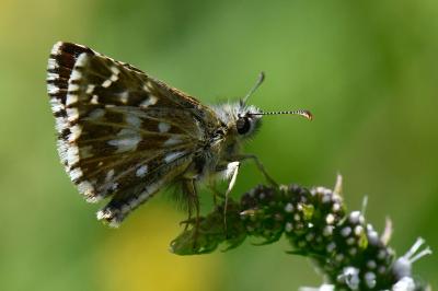 Pyrgus armoricanus