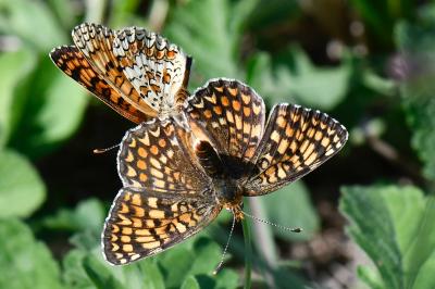 Melitaea phoebe