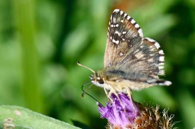 Pyrgus armoricanus