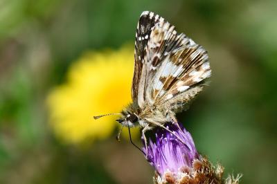 Pyrgus armoricanus