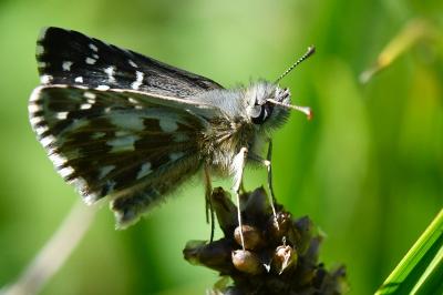 Pyrgus armoricanus