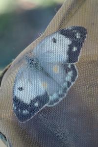 Colias crocea