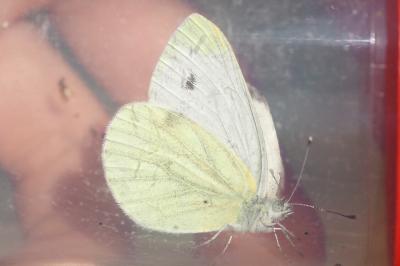 Pieris napi