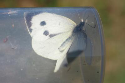 Pieris brassicae