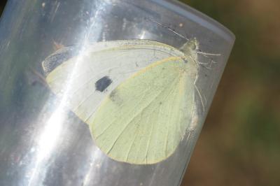 Pieris brassicae