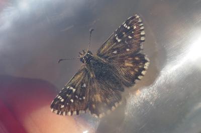 Pyrgus armoricanus
