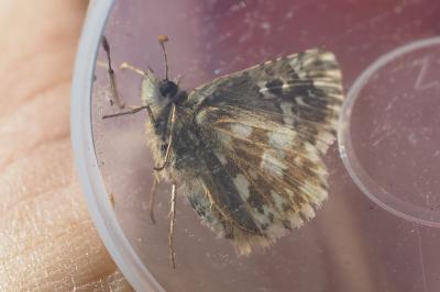 Pyrgus armoricanus