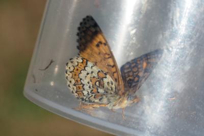 Melitaea cinxia