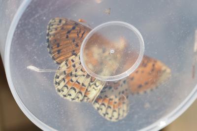 Melitaea didyma