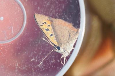 Lycaena phlaeas