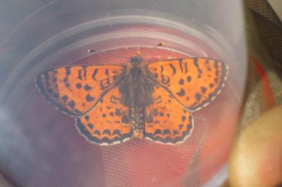 Melitaea didyma