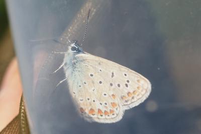 Polyommatus icarus