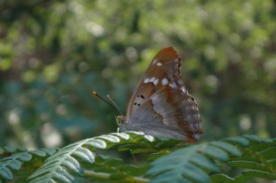 Apatura ilia