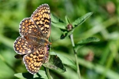 Melitaea cinxia