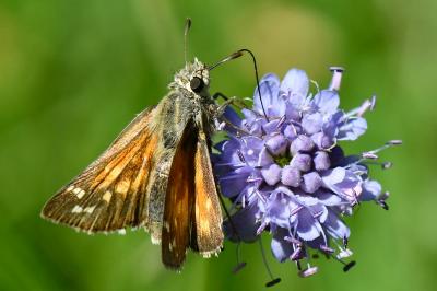 Hesperia comma