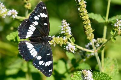 Limenitis reducta