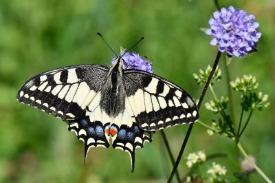 Papilio machaon