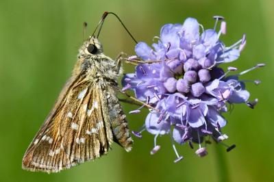 Hesperia comma