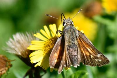 Hesperia comma