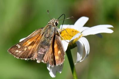 Hesperia comma