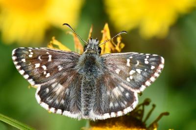 Pyrgus armoricanus