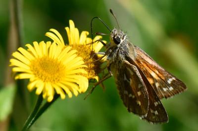 Hesperia comma