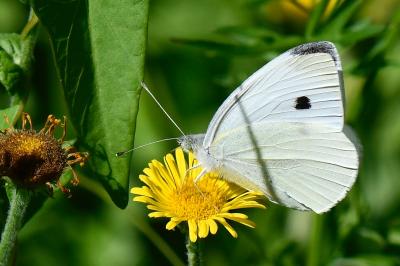 Pieris rapae