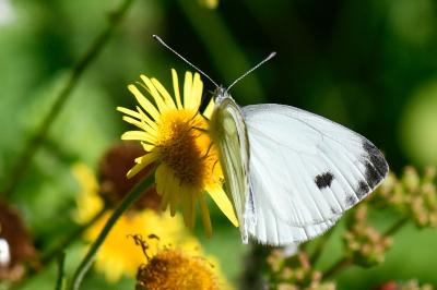 Pieris napi