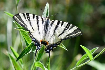 Iphiclides podalirius