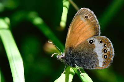 Coenonympha arcania