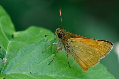 Ochlodes sylvanus