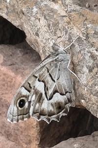 rhopazygs1790888131