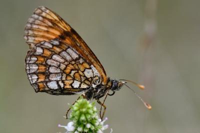 rhopazygs1792046473