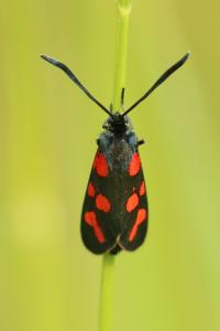Zygaena transalpina hippocrepidis