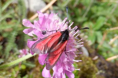 Zygaena purpuralis