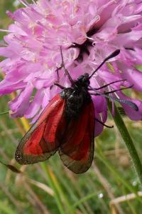 Zygaena purpuralis