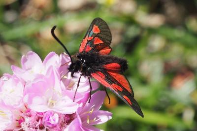 Zygaena exulans