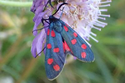 Zygaena transalpina transalpina