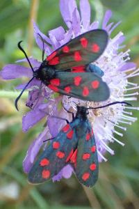 Zygaena transalpina transalpina