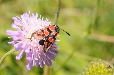 Zygaena carniolica