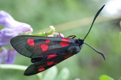 Zygaena lonicerae