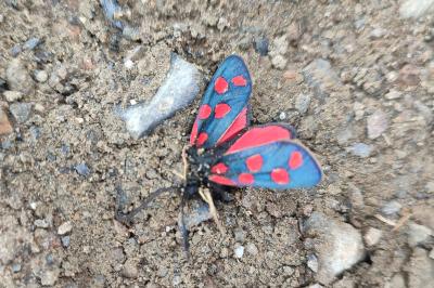 Zygaena anthyllidis
