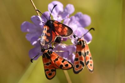 Zygaena transalpina