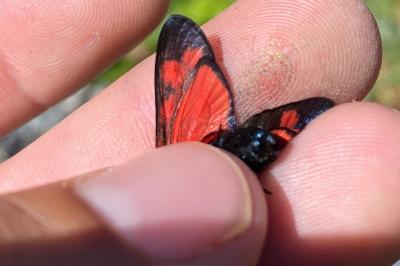 Zygaena filipendulae