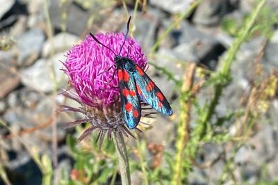 Zygaena filipendulae
