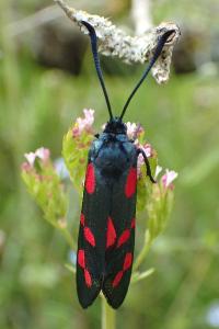 Zygaena filipendulae