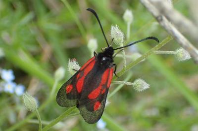 Zygaena romeo